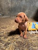 Unieke Vizsla x Heidewachtel pups geboren!, Dieren en Toebehoren, Overige rassen, 8 tot 15 weken, Meerdere, Meerdere dieren