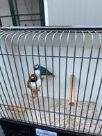 Gouldamadine, Dieren en Toebehoren, Vogels | Overige Vogels, Meerdere dieren, Geringd