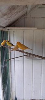 Vogels, Meerdere dieren, Parkiet