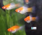 Zwaarddrager "Koi Kohaku", Vis, Zoetwatervis