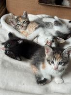 Kittens maine coon x Europese korthaar, Meerdere dieren, Ontwormd