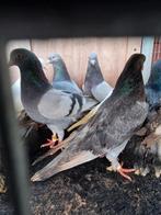 Irakse takla duiven, Dieren en Toebehoren, Vogels | Duiven, Meerdere dieren, Postduif