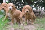 Engelse Cocker Spaniel pups, Nederland, CDV (hondenziekte), 8 tot 15 weken, Meerdere