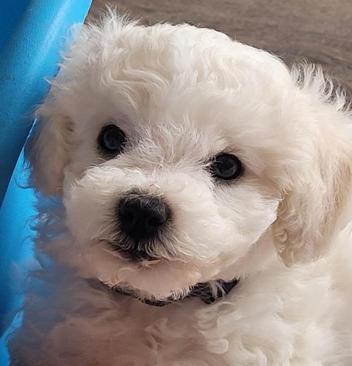 Pup 100% Bichon Frisé reutje FCI stamboom., Dieren en Toebehoren, Honden | Chihuahua's en Gezelschapshonden, Reu, Overige rassen