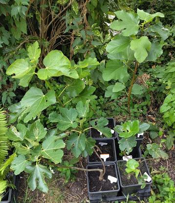 Tuin = Fruitboom = Vijg - Ficus Carica - Vijgenboom - 60cm   beschikbaar voor biedingen