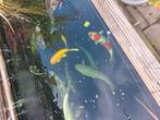 Koi karpers en steur, Tuin en Terras, Ophalen