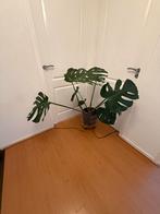 Planten. inclusief ceramiek pot p.st, Huis en Inrichting, Ficus, 100 tot 150 cm, In pot, Groene kamerplant