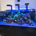 Red sea reefer aquarium 625 XL, Ophalen, Zo goed als nieuw, Leeg aquarium