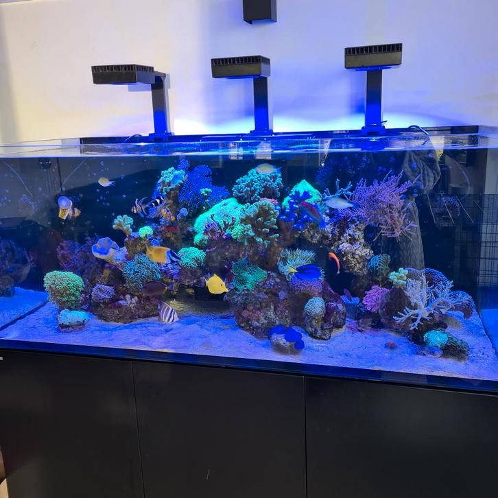 Red sea reefer aquarium 625 XL, Dieren en Toebehoren, Vissen | Aquaria en Toebehoren, Zo goed als nieuw, Leeg aquarium, Ophalen