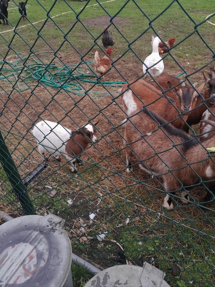 Grotere geiten, Dieren en Toebehoren, Pluimvee, Overige soorten, Vrouwelijk