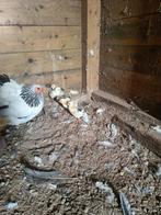 Krielkip, Dieren en Toebehoren, Pluimvee, Geslacht onbekend, Kip