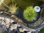 Visvijver met toebehoren en 2 koi, Ophalen, Zo goed als nieuw, Vijverbak