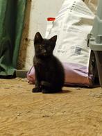 Leuke boerderij kitten, Dieren en Toebehoren, Katten en Kittens | Overige Katten, Meerdere dieren