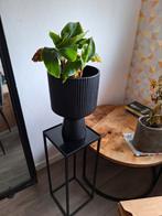 Plantentafel met Bananenplant., Huis en Inrichting, Woonaccessoires | Zuilen en Pilaren, Zo goed als nieuw, Ophalen