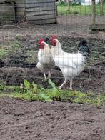 b2 brama hanen, Dieren en Toebehoren, Pluimvee, Mannelijk, Kip