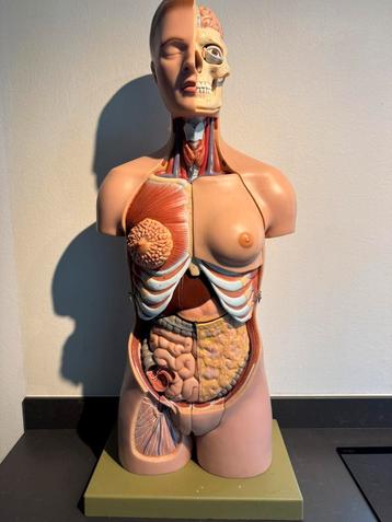 Anatomie torso geneeskunde 90cm beschikbaar voor biedingen