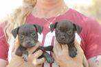 Staffordshire bull terriër pups beschikbaar, Dieren en Toebehoren, Particulier, Rabiës (hondsdolheid), Overige rassen, 8 tot 15 weken