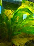 Aquarium planten, Dieren en Toebehoren, Ophalen, Zo goed als nieuw, Plant(en), Steen of Hout