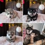 Prachtig nestje pomsky pups🥰😍 uit gezonde lijn, 8 tot 15 weken, Poolhond, CDV (hondenziekte), Meerdere dieren