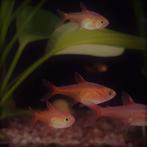 Hyphessobrycon amandae, Dieren en Toebehoren, Vissen | Aquariumvissen, Vis