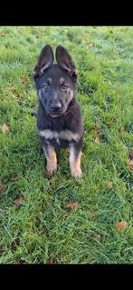 Duitse herder pup, geschikt voor de sport, CDV (hondenziekte), 8 tot 15 weken, Teef, Eén hond