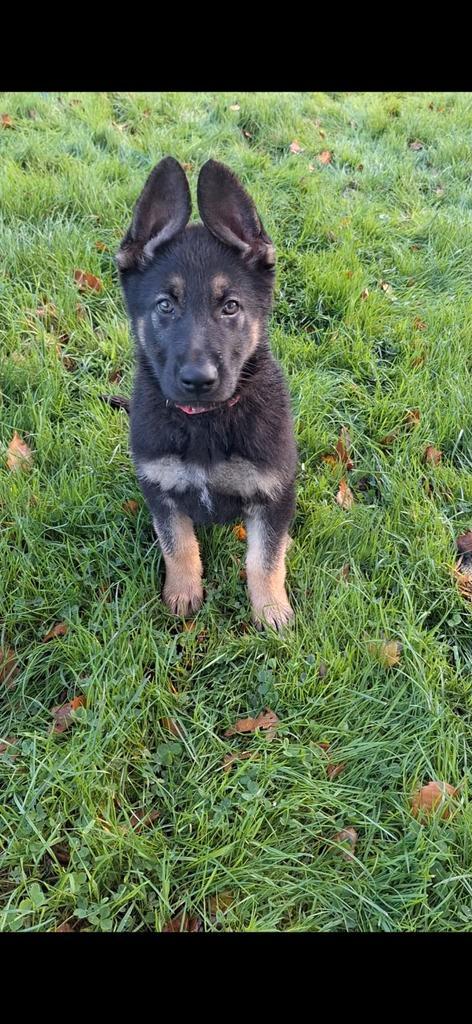 🩷💙 Duitse herder pups, geschikt voor de sport (werklijn), Dieren en Toebehoren, Honden | Herdershonden en Veedrijvers, Teef