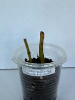 Philodendron melanochrysum (4), Ophalen of Verzenden, Overige soorten, Minder dan 100 cm