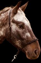 Leren show/grondwerk halster, Dieren en Toebehoren, Ophalen of Verzenden, Nieuw, Overige soorten