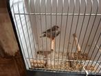 Zebravinken, Dieren en Toebehoren, Vogels | Overige Vogels, Meerdere dieren