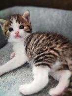 Kittens, Dieren en Toebehoren