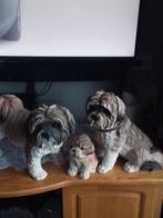 Familie  honden 45  45, Ophalen of Verzenden, Zo goed als nieuw, Dier