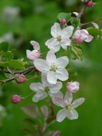 Malus sylvestris | Wilde appel, Tuin en Terras, Ophalen of Verzenden, Overige soorten, Struik, Minder dan 100 cm