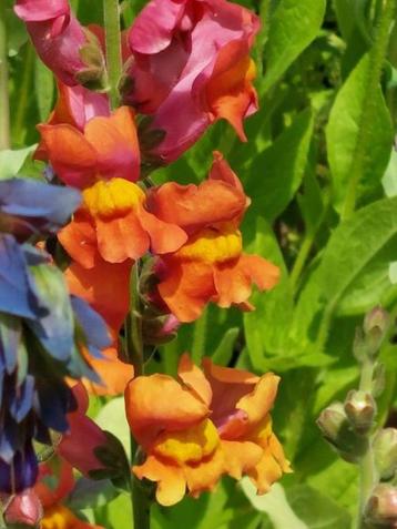 zaden Antirrhinum majus Dark Orange beschikbaar voor biedingen