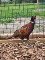 Komeet zoekt een huisje! (Bosfazant), Dieren en Toebehoren, Pluimvee, Mannelijk, Overige soorten