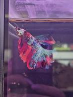 Betta splendens halfmoon koi nemo, Vis