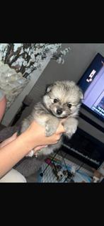 90% prachtige pomeriaan pup, 8 tot 15 weken, CDV (hondenziekte), Eén hond, Nederland