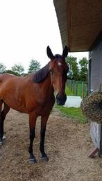 Lieve merrie te koop, Dieren en Toebehoren, Paarden, Merrie, 160 tot 165 cm, Recreatiepaard, 3 tot 6 jaar