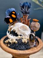 Vlinder op Katten Schedel - Curiosa, Ophalen