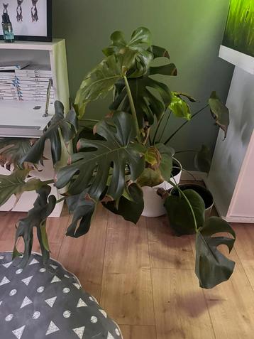 Monstera ZONDER pot beschikbaar voor biedingen