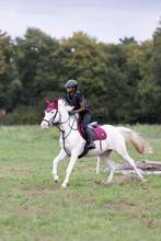 Meerdere fijne sportpaarden en pony’s te koop, Dieren en Toebehoren, Pony's, Gechipt, B, Ruin, Springpony