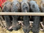 Waterbuffel kalfs vlees   Puur natuur, Ophalen