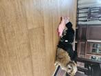 boomer puppies, Nederland, CDV (hondenziekte), 8 tot 15 weken, Meerdere