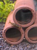 Leuke garnalen, wildkleur in mix, Ophalen, Nieuw, Plant(en), Steen of Hout