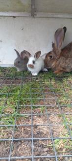 Vlaamse reus x Lotharinger GROOT, Dieren en Toebehoren, Meerdere dieren, Groot, 0 tot 2 jaar