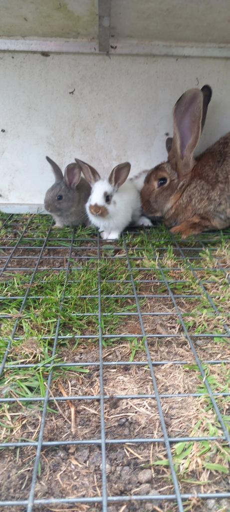 Vlaamse reus x Lotharinger GROOT, Dieren en Toebehoren, Konijnen, Groot, Meerdere dieren, 0 tot 2 jaar