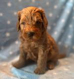 Australienlabradoodle pups, 8 tot 15 weken, Parvo, Meerdere, Meerdere dieren