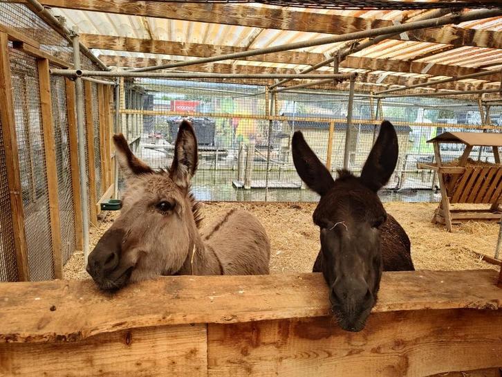 Tamme ezels te koop | Brenda en Loes | Ezelinnen, Dieren en Toebehoren, Overige Dieren, Vrouwelijk, Mei