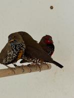 Emblema picta split x geel, Meerdere dieren, Geringd