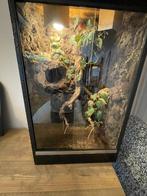 OSB Terrarium + gloednieuwe ruiten, Dieren en Toebehoren, Ophalen, Terrarium of Paludarium