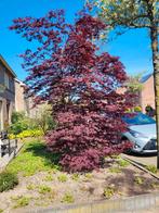Prachtige Acer/ Japanse esdoorn/ rood, Tuin en Terras, Planten | Bomen, Ophalen, Bloeit niet, Halfschaduw, Overige soorten